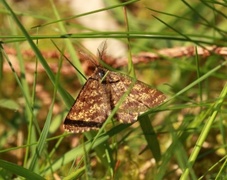 Common Heath (Ematurga atomaria)