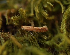 Phyllonorycter quercifoliella