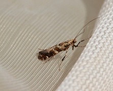 Lilac Leafminer (Gracillaria syringella)