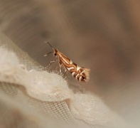 Phyllonorycter strigulatella