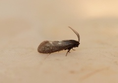 Pale Feathered Bright (Incurvaria pectinea)