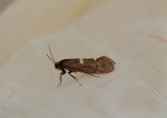 Pale Feathered Bright (Incurvaria pectinea)