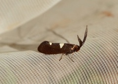 Feathered Bright (Incurvaria masculella)