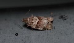 Dark-barred Tortrix (Syndemis musculana)