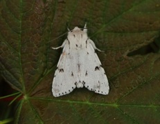 Hvitt kveldfly (Acronicta leporina)