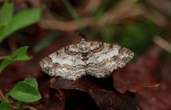 Eikebarkmåler (Paradarisa consonaria)