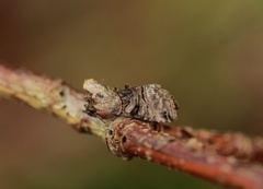 Grått neslefly (Abrostola tripartita)