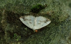 Clouded Silver (Lomographa temerata)