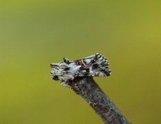 Toadflax Brocade (Calophasia lunula)