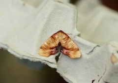 Scorched Wing (Plagodis dolabraria)