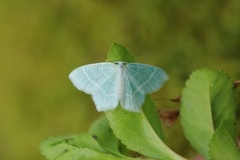 Little Emerald (Jodis lactearia)