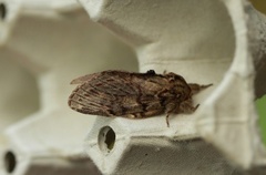 Great Prominent (Peridea anceps)