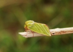 Rødfrynset båtfly (Pseudoips prasinana)