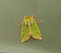 Rødfrynset båtfly (Pseudoips prasinana)