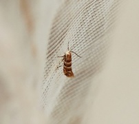 Phyllonorycter nicellii