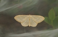 Cream Wave (Scopula floslactata)