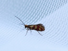 Micropterix tunbergella