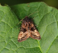 Small Angle Shades (Euplexia lucipara)