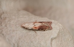 Bee Moth (Aphomia sociella)