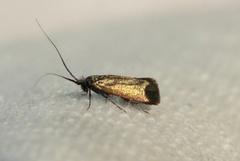 Green Long-horn (Adela reaumurella)