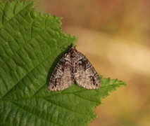 May Highflyer (Hydriomena impluviata)