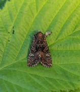 Brunt lærfly (Mniotype adusta)