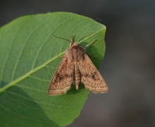 Punktseljefly (Orthosia gracilis)