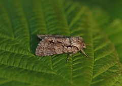 Broket kveldfly (Acronicta auricoma)