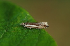 Stripesigdvikler (Ancylis apicella)