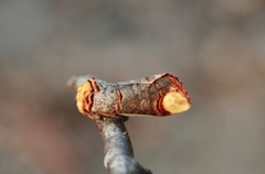 Buff-tip (Phalera bucephala)