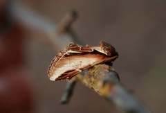 Bjørketannspinner (Pheosia gnoma)