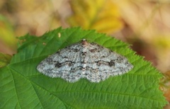 Vårbarkmåler (Ectropis crepuscularia)