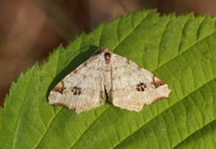 Peacock Moth (Macaria notata)