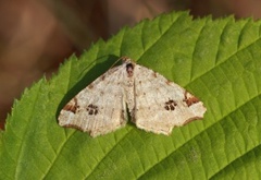 Gul buemåler (Macaria notata)