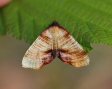 Scorched Wing (Plagodis dolabraria)