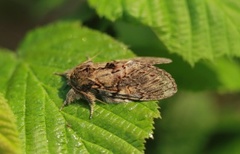 Oliventannspinner (Peridea anceps)