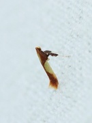 Caloptilia alchimiella