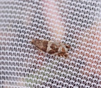Silver-barred Bell (Epinotia fraternana)