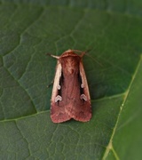 Flame Shoulder (Ochropleura plecta)