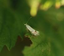 Leucoptera laburnella