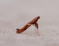 Caloptilia stigmatella