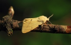 Gul tigerspinner (Spilarctia lutea)