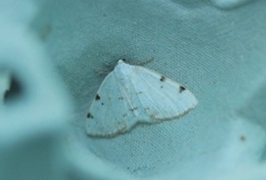 White-pinion Spotted (Lomographa bimaculata)