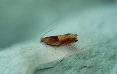 Eikesigdvikler (Ancylis mitterbacheriana)
