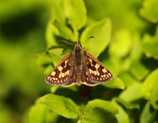 Gulflekksmyger (Carterocephalus palaemon)