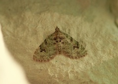 The V-Pug (Chloroclystis v-ata)