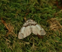 The Streamer (Anticlea derivata)
