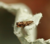 Barkvikler (Enarmonia formosana)