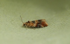 Oak Marble (Lobesia reliquana)