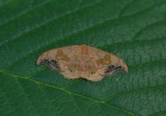 Scarce Hook-tip (Sabra harpagula)